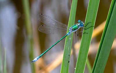 Robust Spreadwing