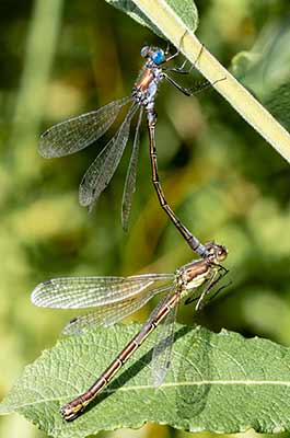 Robust Spreadwing