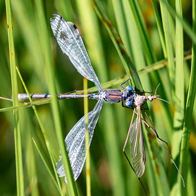 Robust Spreadwing