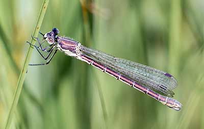 Robust Spreadwing