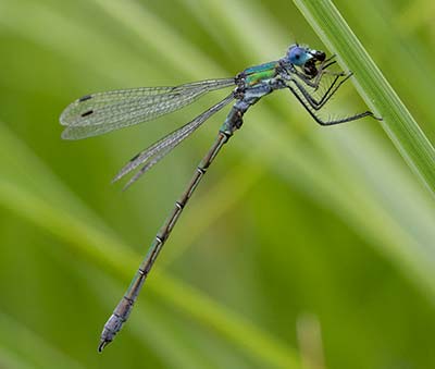 Robust Spreadwing