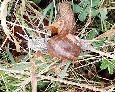 Roman Snail