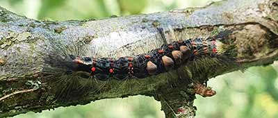 Rusty Tussock Moth