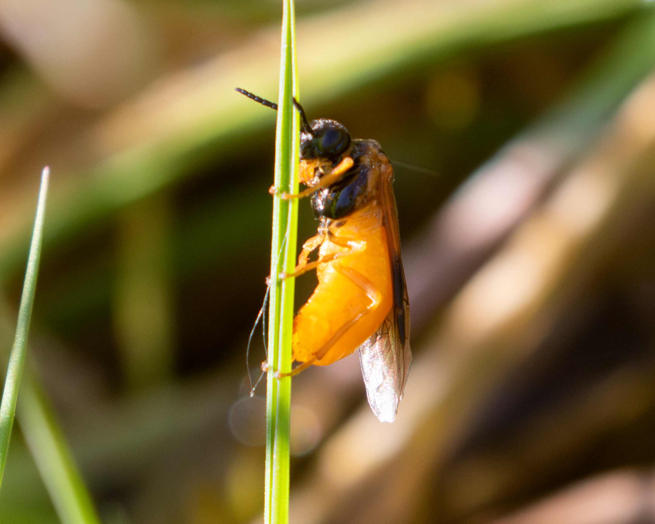 Selandria serva