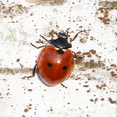 Seven-spot Ladybird