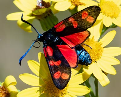 Six-spot Burnet