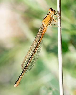 Small Bluetail