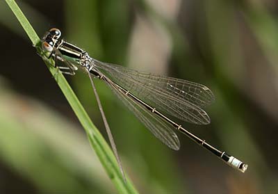 Small Bluetail