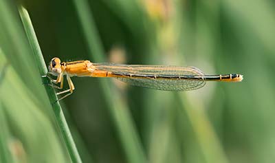 Small Bluetail