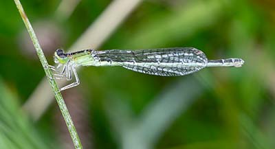 Small Bluetail