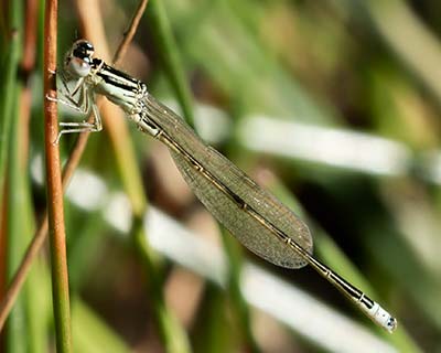 Small Bluetail