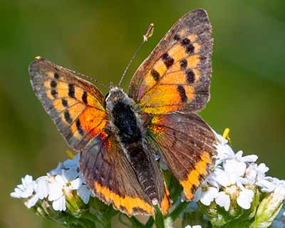 Small Copper