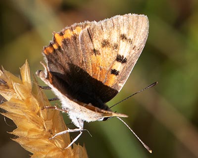 Small Copper