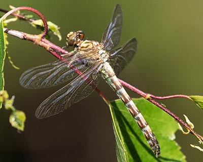 Small Pincertail