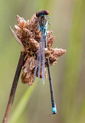 Small Redeye