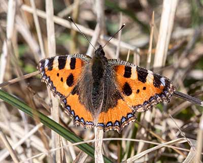Small Tortoiseshell