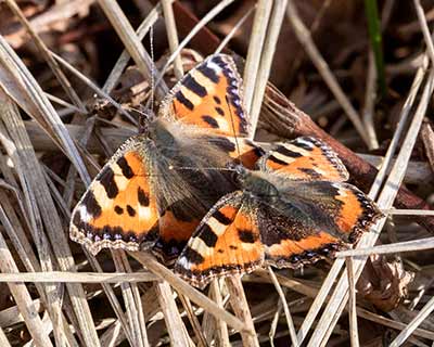 Small Tortoiseshell