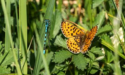 Spearhead Bluet