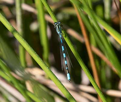 Spearhead Bluet