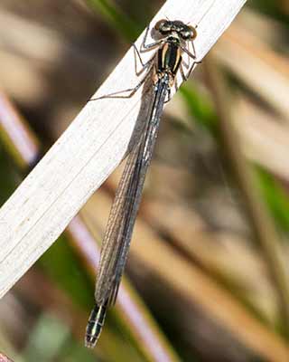 Spearhead Bluet