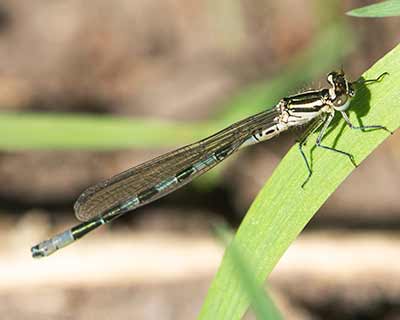 Spearhead Bluet