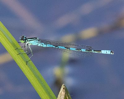 Spearhead Bluet