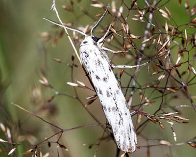 Speckled Footman