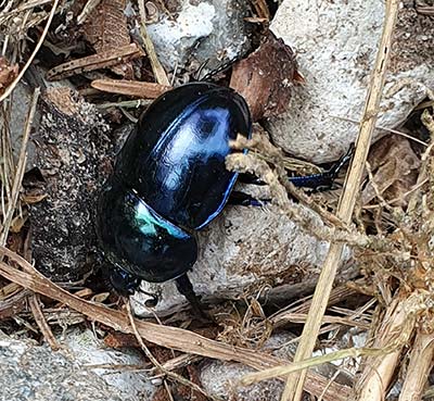 Spring Dor Beetle
