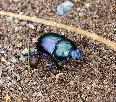 Spring Dor Beetle