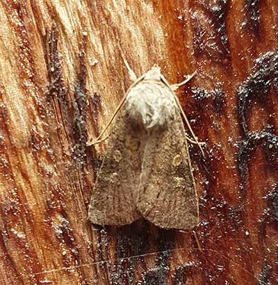 Square-spot Rustic