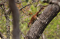 Mexican Fox Squirrel