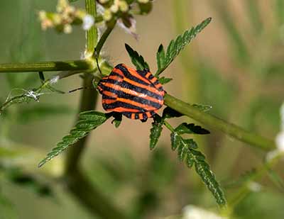 Striped Bug