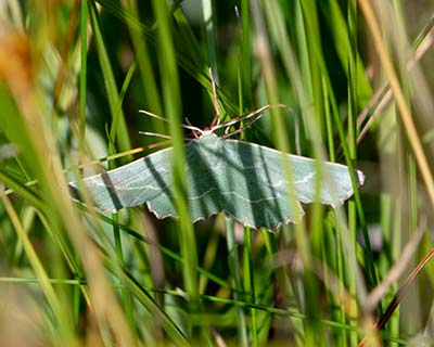 Sussex Emerald