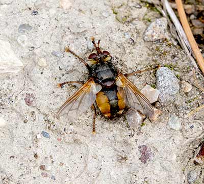 Tachinid Fly (middle)