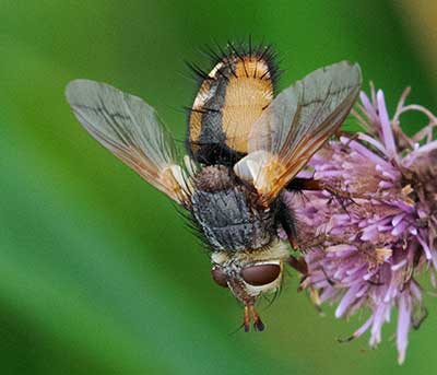 Tachinid Fly (middle)