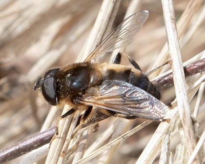 Tapered Drone Fly