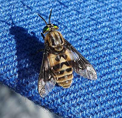 Twin-lobed Deerfly