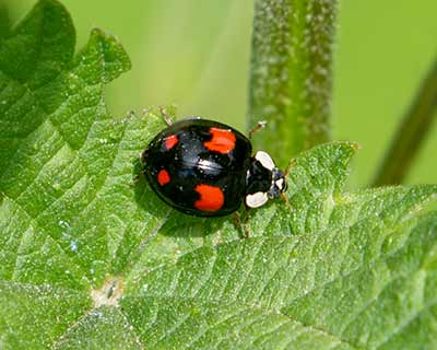 Two-spot Ladybird