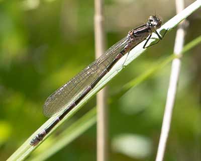 Variable Bluet
