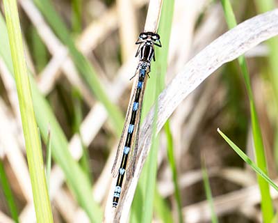 Variable Bluet