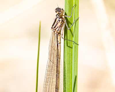 Variable Bluet