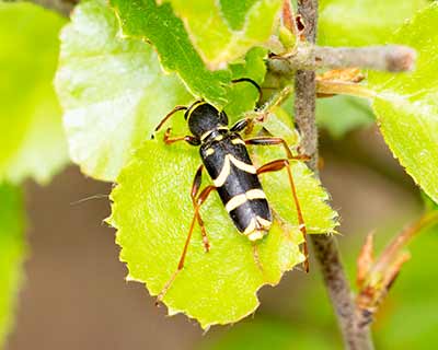 Wasp Beetle