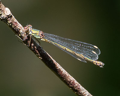 Western Willow Spreadwing