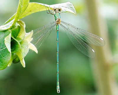 Western Willow Spreadwing