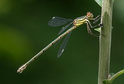 Western Willow Spreadwing