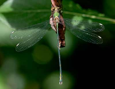 Western Willow Spreadwing