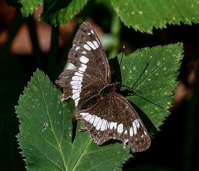 White Admiral