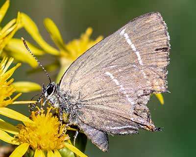 White-letter Hairstreak